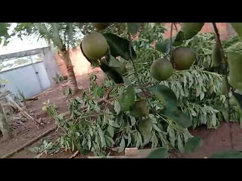 São Gonçalo dos Campos Bahia maravilha 