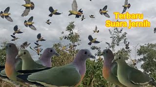 Download lagu SUARA BURUNG PUNAI PIKAT GACOR mp3 Download lagu SUARA BURUNG PUNAI PIKAT GACOR mp3