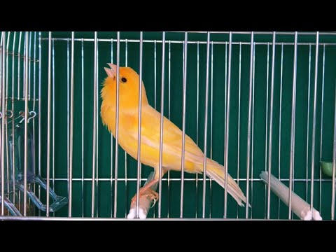 Your Canary will sing immediately _ Canary's Training Song
