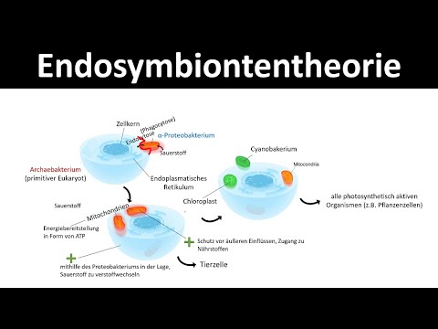 Endosymbiontentheorie [Theorie zur Entstehung von Chloroplasten & Mitochondrien]