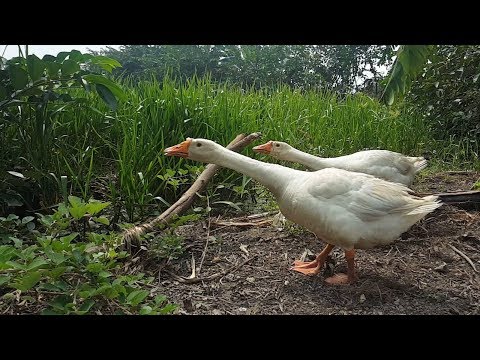 Goose chasing people | Angry Goose Sound | Funny Geese Attack
