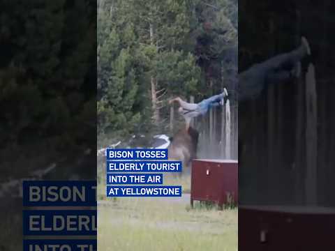 Bison tosses elderly tourist into the air at Yellowstone