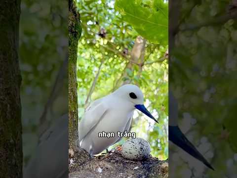 Cách Chim Nhạn Trắng Đẻ Trứng 🤯 | Học Giả Lắm Mồm
