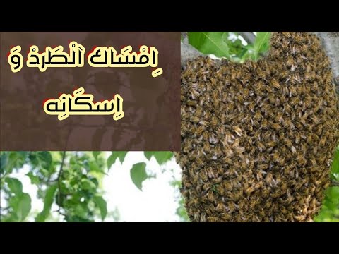 , title : 'فيديو امساك بطرود النحل الطبيعية🐝 وطريقة تسكينه في الصندوق ⛺'
