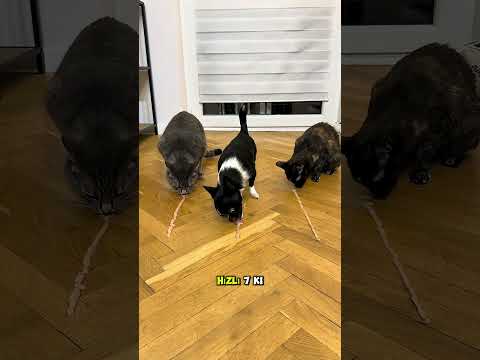 En Hızlı Yemek Yiyen Yavru Kedi, Aslında Kedi Değilmiş?! 😱🐱❤️#shortvideo