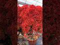 Bougainvillea Flowers Bloom Rare Collection Tips And Tricks How To Grow Bougainvillea Grafted