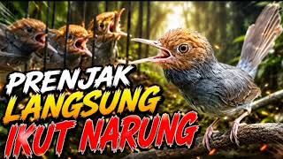 Download lagu MASTERAN PRENJAK TAMU GACOR TERBARU mp3
