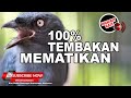 Srigunting ABU Gacor Full Nembak Cililin Tengkek Gereja Necret ️