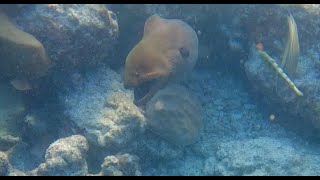 Incredible motion of the Giant Moray eel swimming through the coral reefs