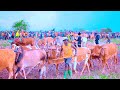 Ndama Songi Ntabhaji Part 2 Official Video