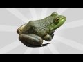 Frog Sound Effects V1
