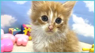 ペットショップCOO&RIKU No00705017(ノルウェージャンフォレストキャット)