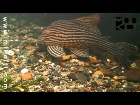 Royal Pleco — Panaque nigrolineatus