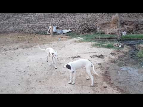 Very famous maroof couple dog Very famous maroof couple dog