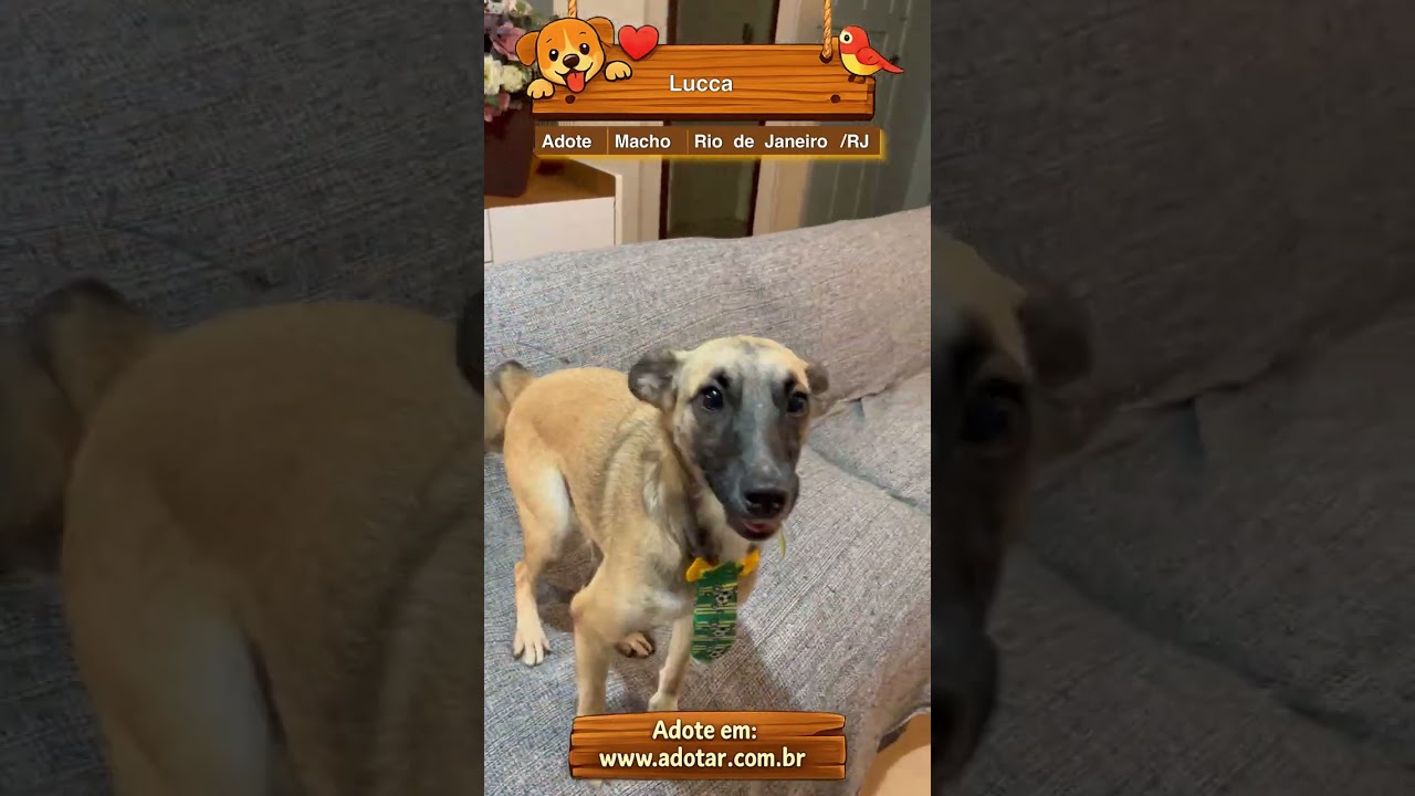 Cachorro raça SRD-ViraLata idade 1 ano nome Lucca 