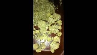 Stonie head Ed Shows half ounce shake Duban poison