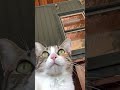 Someday #jessieburge #cat #waiting #toddburge #toddburgeoriginal