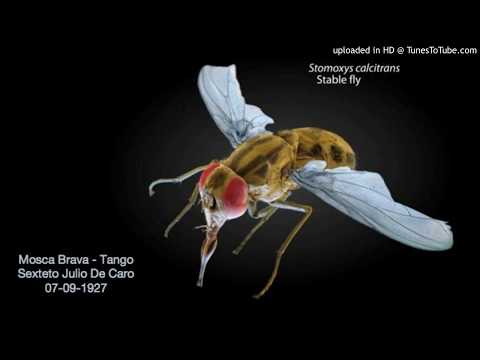 Today's Tango Is... Mosca Brava - Julio De Caro 07-09-1926