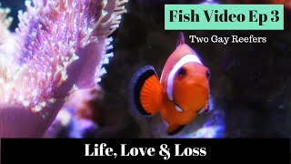 Fish are Friends - Life, Love & Loss