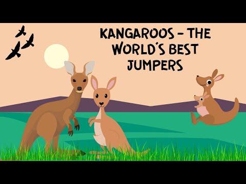 ALL ABOUT KANGAROOS FOR KIDS | KANGAROOS - THE WORLD'S BEST JUMPERS | ABOUT KANGAROO | DONUT KIDS TV