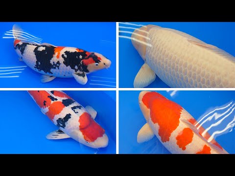 Major Price Winners - All Japan Koi Show 2023