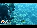 Fish Loves To Greet His Favorite Diver And Bring Her Gifts The Dodo Soulmates