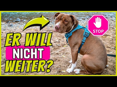 Dein Hund will nicht weitergehen? DAS steckt dahinter!