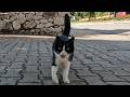 Very Hungry Stray Cat Tuxie Greeted Us With Lots Of Meows