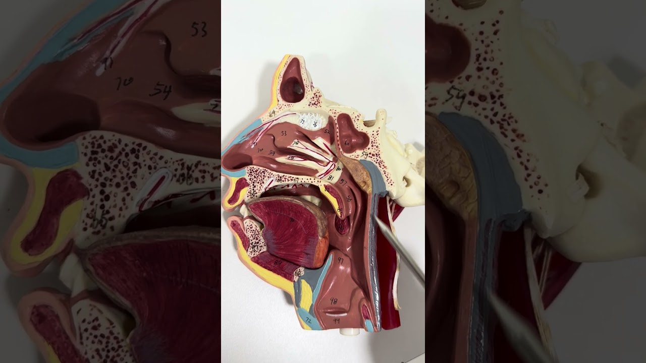 Você já ouviu falar nas tonsilas? #anatomia #anatomiahumana #anatomiafacil #anatomiapratica