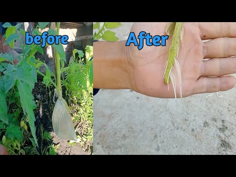 How to grow tomato at home.Magic trick to grow tomato from cutting.new technique tomato air layering