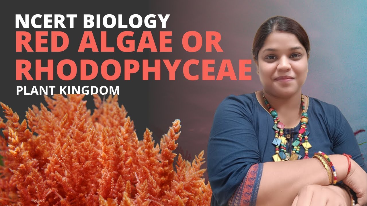 Red algae or Rhodophyceae | Plant Kingdom | Class 11 | NEET