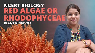 Red algae or Rhodophyceae | Plant Kingdom | Class 11 | NEET