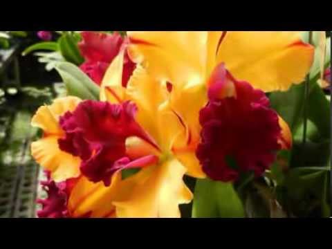 Harry Kalapana - Orchids of Hawaii