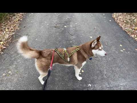 2nd YouTube video about how much can a dog sled team pull