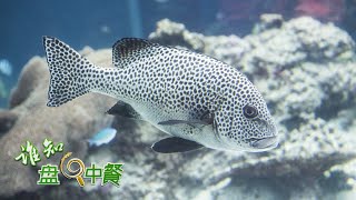 Re: [問卦] 石斑魚為什麼不做冷凍市場？