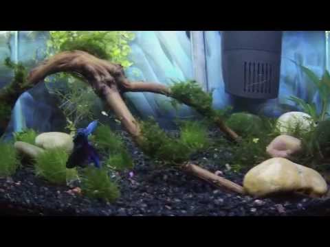 10 Gallon Betta Fish Tank