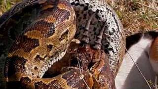 African Rock Python