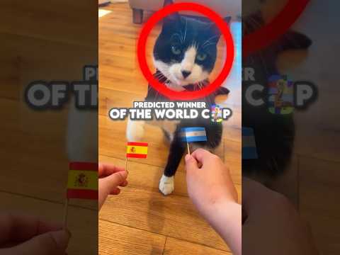 Ranking The CRAZIEST Cat World Cup Predictions 😭🙏 (part 4) #usa