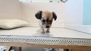 ハーフ犬の動画01