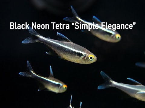 Tetra black neon (Hyphessobrycon herbertaxelrodi) — profil druhu