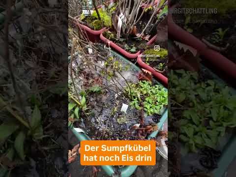 Winterpflege: Gießen auf Balkon & Garten in Berlin