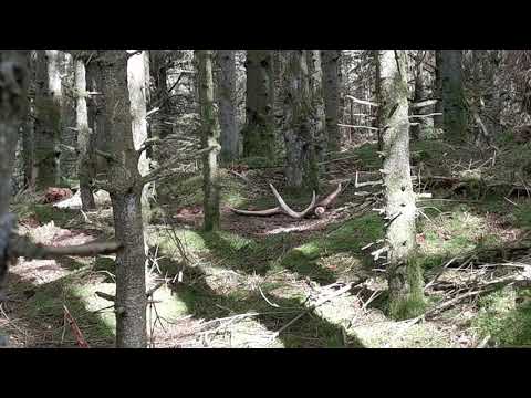 Red​stag antler/shed hunting /zrzuty jelenia Denmark