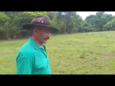 Ribeirão Santo Antonio em Iporá-Goiás e o Cantar do Curió