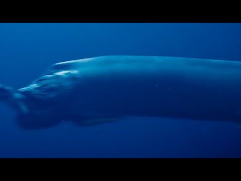 Amazing Dinoworld [2019] - Xiphactinus Screen Time