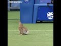 Rabbit Runs On Court & Interrupts Tennis Match ? #Shorts