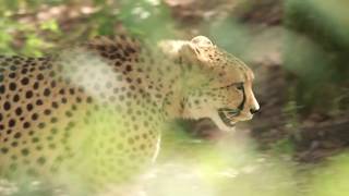 International Cheetah Day. Dec 4th