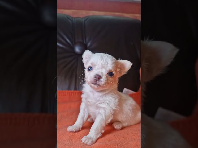 Chihuahua cachorro en venta