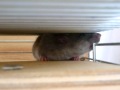 Axom - Degu