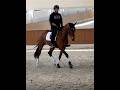 Jument -Luso Warmblood - 4 ans - Dressage - France