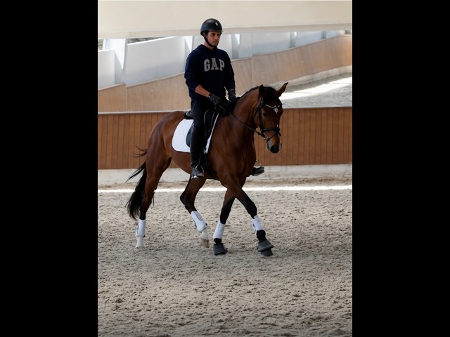 Jument -Luso Warmblood - 4 ans - Dressage - France